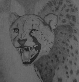 "Leopard/Cheetah"