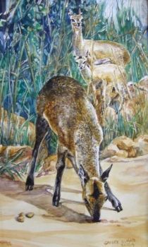 "Klipspringer Family"