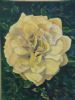 "Antique Rose"