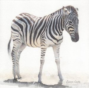 "Zebra I"