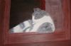 "Cat in Window"