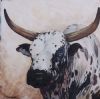 "Nguni 1"