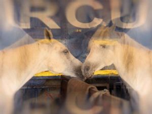 "Circus Horses"