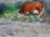 "Cow Grazing"