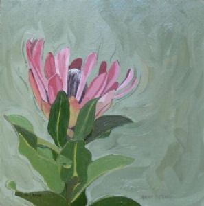 "Fynbos 69, Protea Compacta"