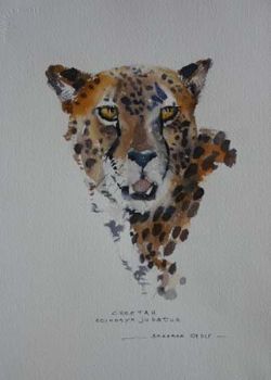"Cheetah"
