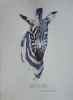 "Burchells Zebra"