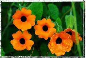 "Five Flowers"