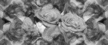 "Black Roses (Horizontal)"