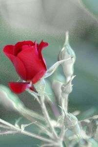 "Red Rose"