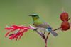 "Southern Double-Collared Sunbird 2"