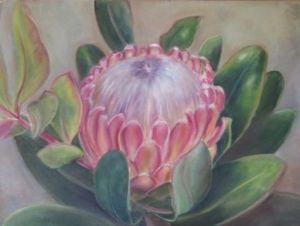"Protea"