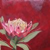 "Fynbos 75, Protea Caffra"