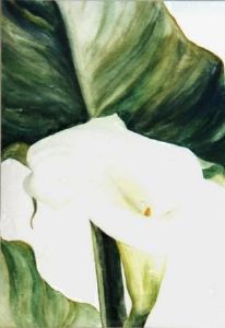 "Arum Lilies"