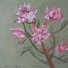 "Fynbos 78, Blushing Bride"