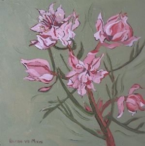 "Fynbos 78, Blushing Bride"