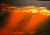 "Sunset Soaring 2"