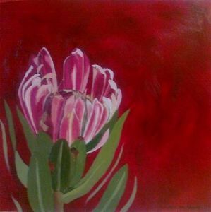 "Fynbos 79, Protea Compacta"