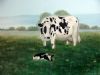 "Cow and Calf"