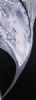 "Moonflower"