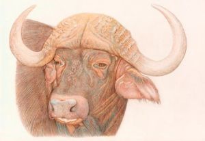 "Cape Buffalo"