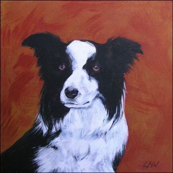 "Border Collie"