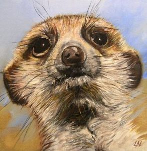 "Meerkat2"