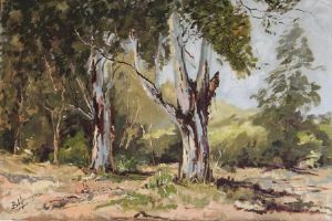 "Gum Trees - Thomas River"