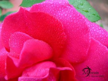 "Rose"