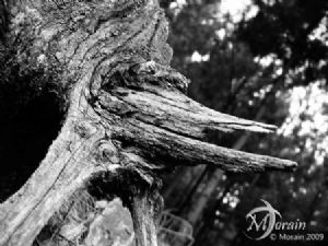"Tree Stump - Black and White"