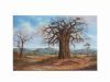 "Lephalale (Ellisras) Baobab Landscape"