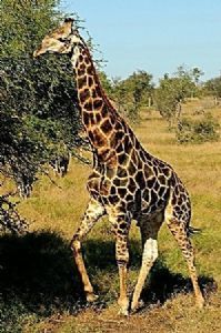 "Graceful Giant"