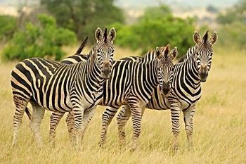 "The Three Musketeers"