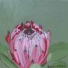 "Fynbos 93"