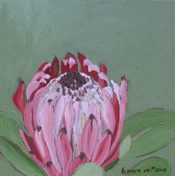 "Fynbos 93"
