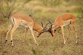 "The Rutting Season Begins"