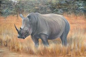 "Lone Rhino Pilansberg"