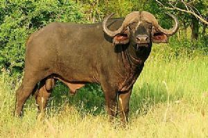 "Buffalo Bull"