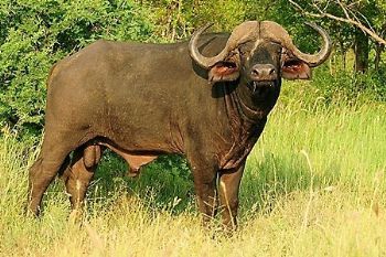 "Buffalo Bull"
