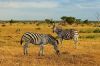 "Plains Zebra"