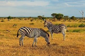 "Plains Zebra"