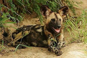 "Wild Dog Resting"