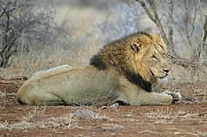 "King Leo"
