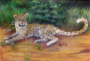 "Young Cheetah 1"