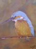 "Half-Collared Kingfisher"