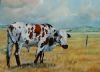 "Nguni #7"