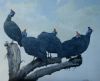"5 Guineas in My Tree"
