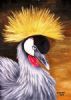 "Crowned Crane"