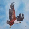 "Fish Eagle in Flight"