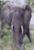 "Portrait of an Elephant"